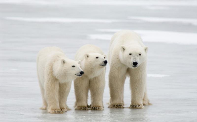 Gấu trắng Bắc Cực được xếp vào nhóm các loài đang gặp nguy hiểm