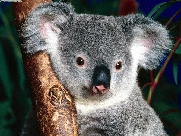 Gấu túi Koala