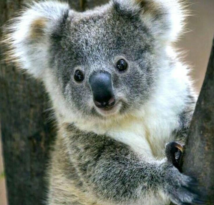 Gấu túi Koala có thể rất ồn ào
