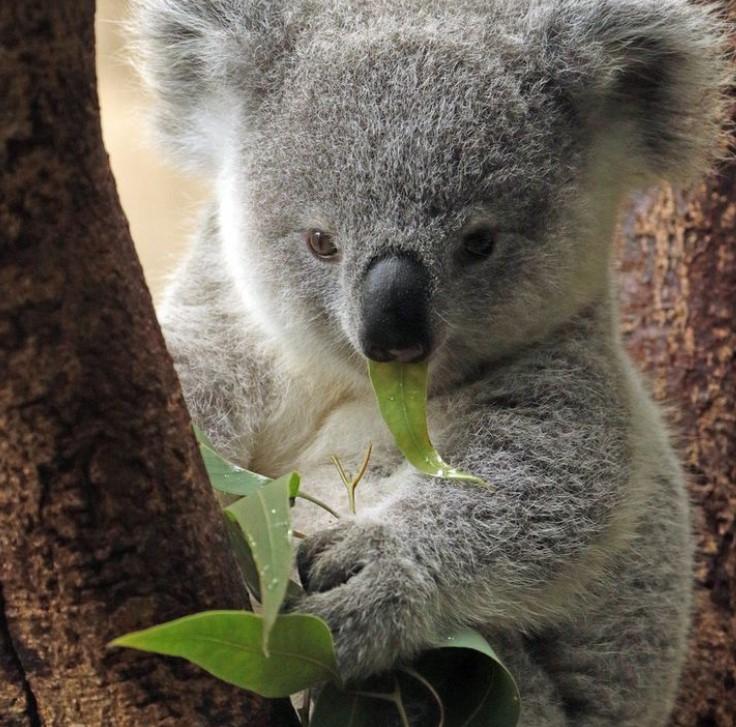 Gấu túi koala đã 