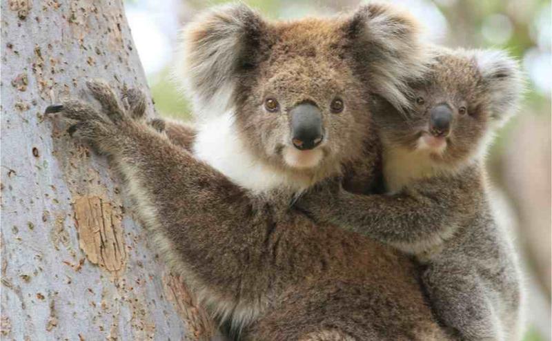 Gấu túi koala đã 