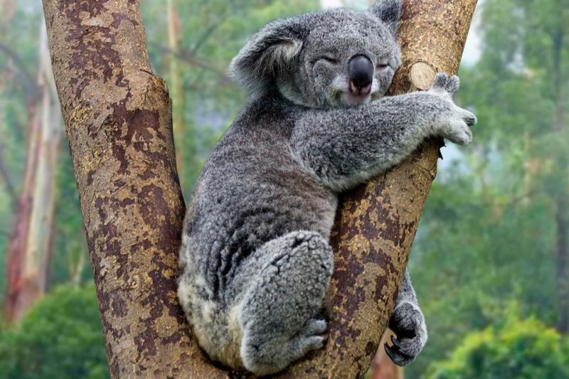 Gấu túi Koala không uống nước