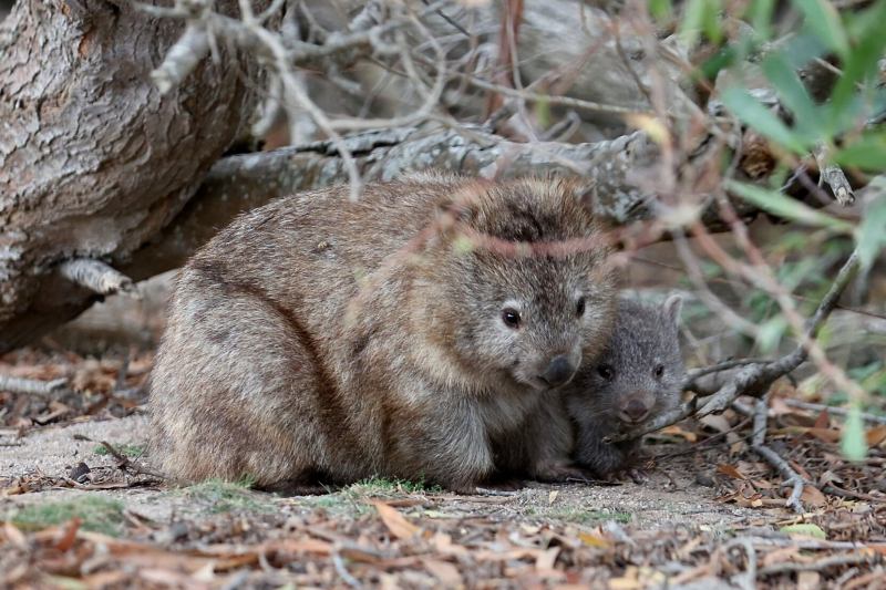 Gấu túi mũi trần - Wombats﻿