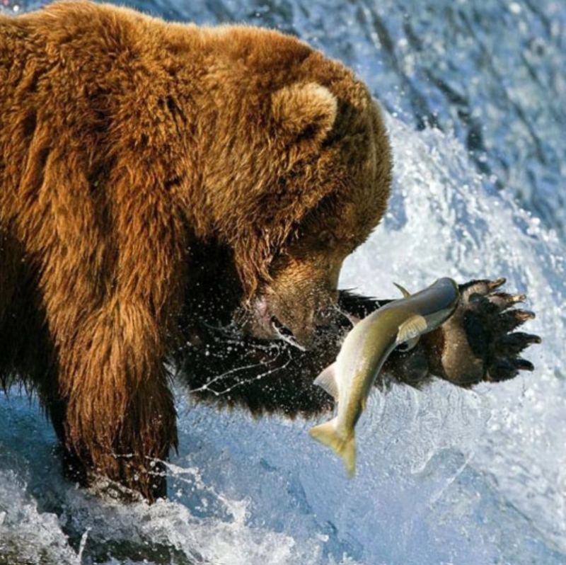Gấu xám Bắc Mỹ – lực cắn: 1200psi