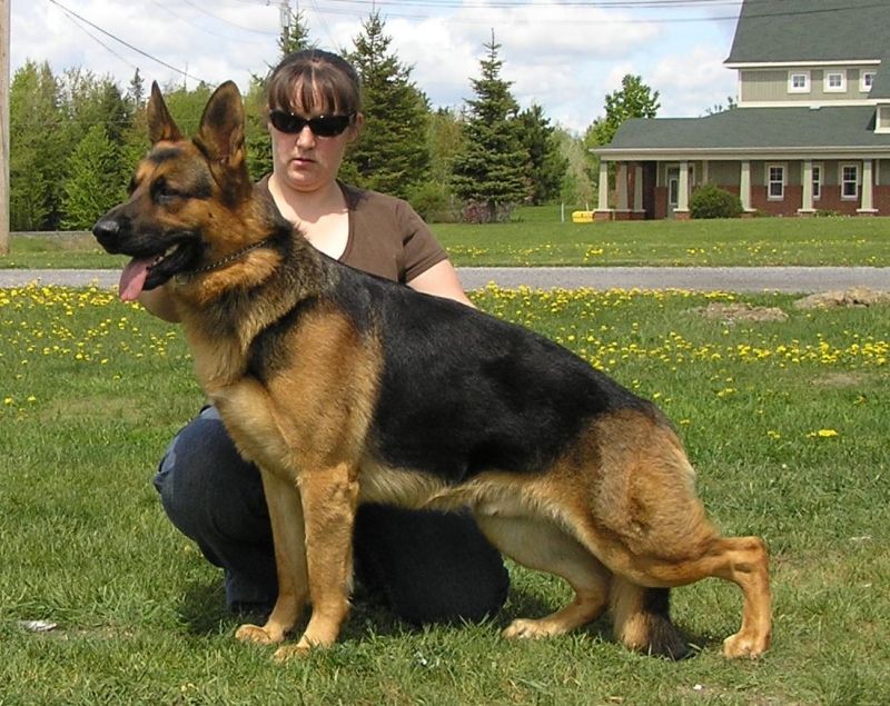 Một chú chó German Shepherd với thân hình đạt chuẩn