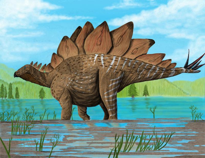 Phần vây kiếm của Khủng long Stegosaurus