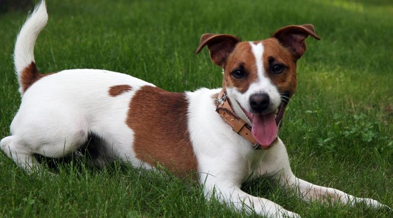 Jack Russell loài chó được mệnh danh đẹp nhất thế giới