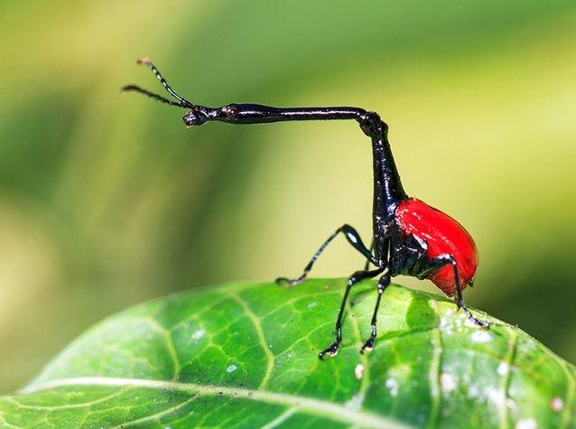Một con mọt Giraffe Weevils