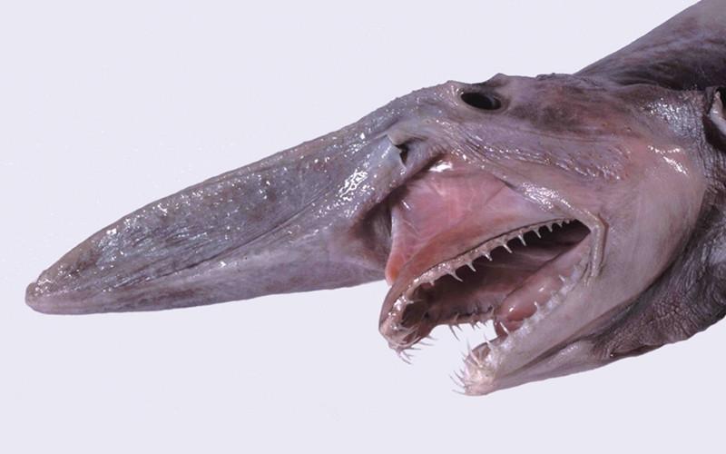 Đầu cá Goblin Shark