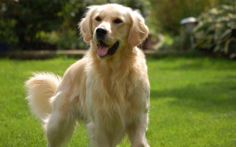 một chú chó golden retriever lông màu vàng trắng tung tăng trên bãi cỏ xanh