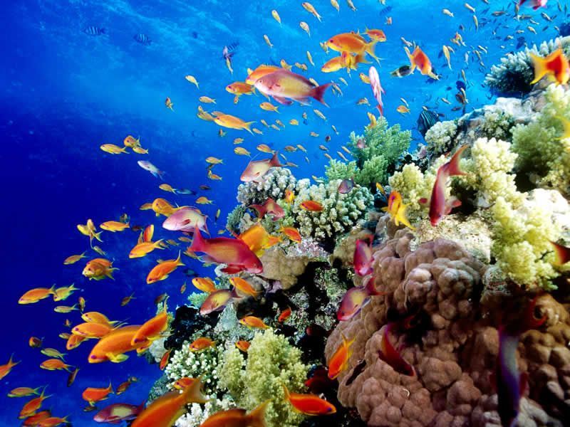 Great Barrier Reef  (Úc)