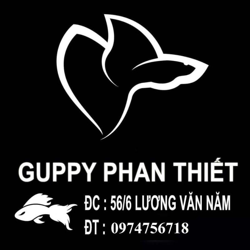 Guppy Phan Thiết
