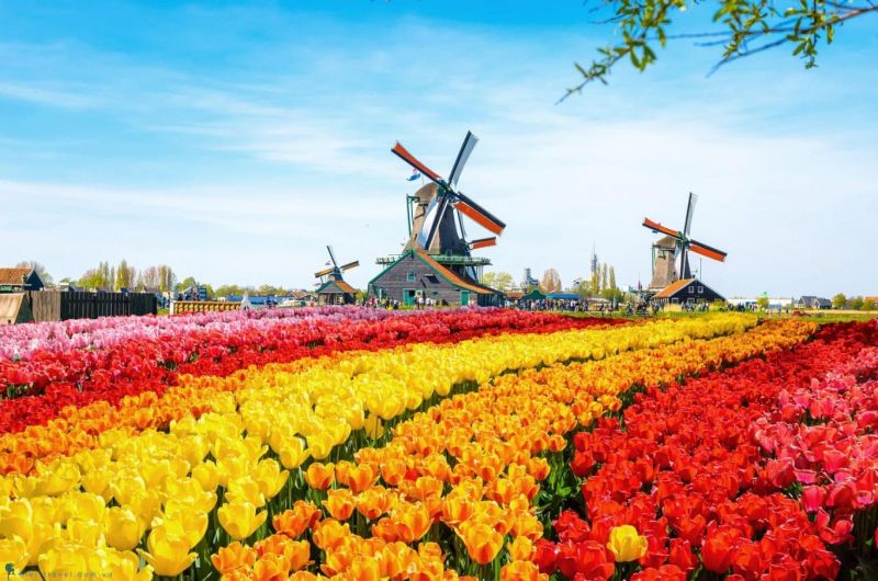 Hình ảnh tượng trưng cho đất nước Hà Lan