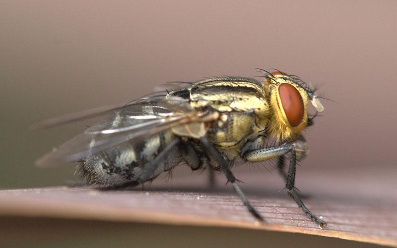 Hàng trăm vi khuẩn dưới chân một con ruồi