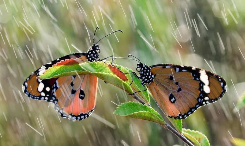 Hạt mưa có sức sát thương rất lớn đối với bướm.