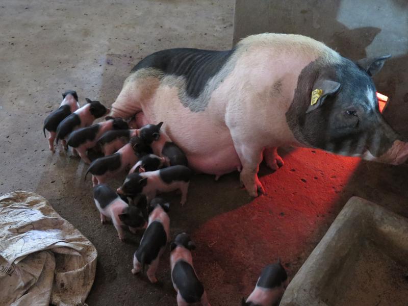 Các giống lợn khác tại trang trại
