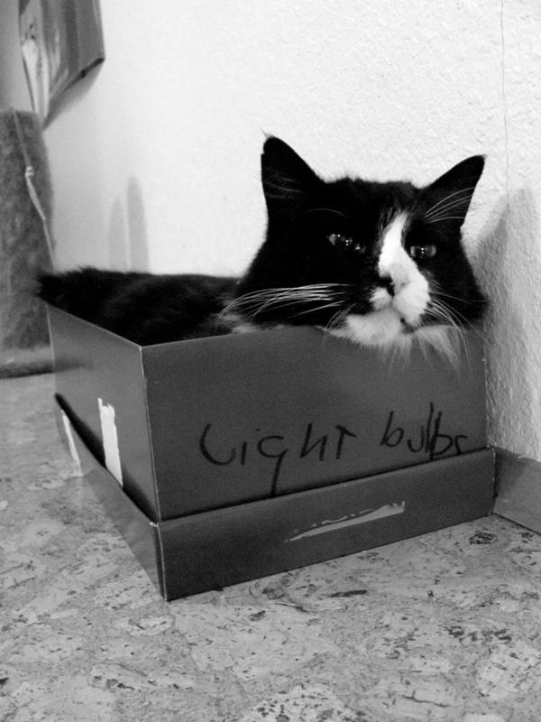 Chú mèo Henri Le Chat Noir