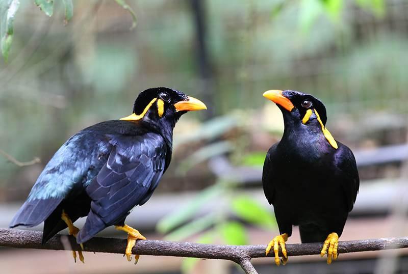 Chim Yểng là một trong số các đại diện của những loài chim biết nói, gây ấn tượng bởi khả năng phát âm chuẩn xác đến bất ngờ