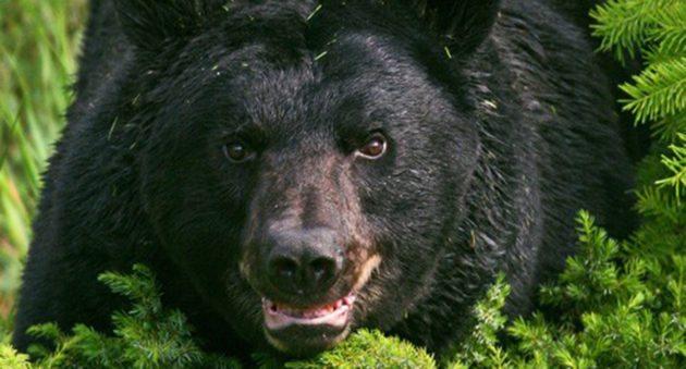 Gấu đen có tấn công con người không?