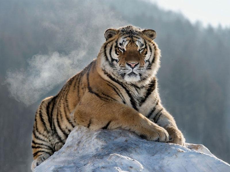 Hổ Siberia được mệnh danh là chúa tể của vùng Taiga