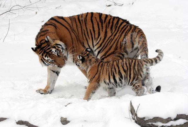 Hổ Siberia được coi là phân loài hổ lớn nhất﻿