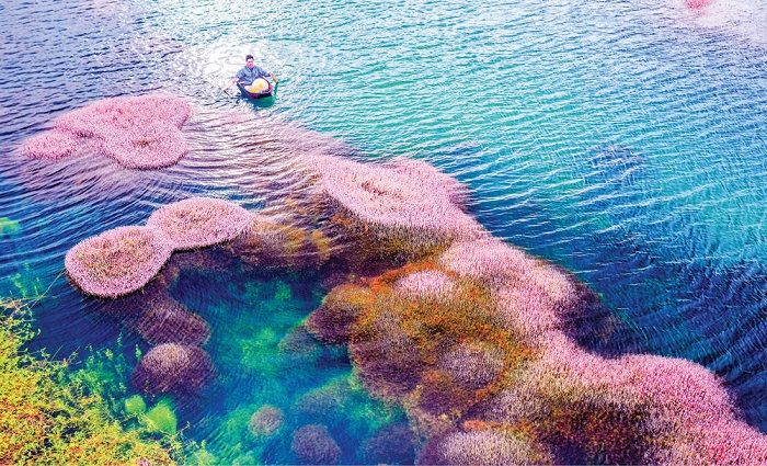 Hồ Tảo Hồng Ở B’lao