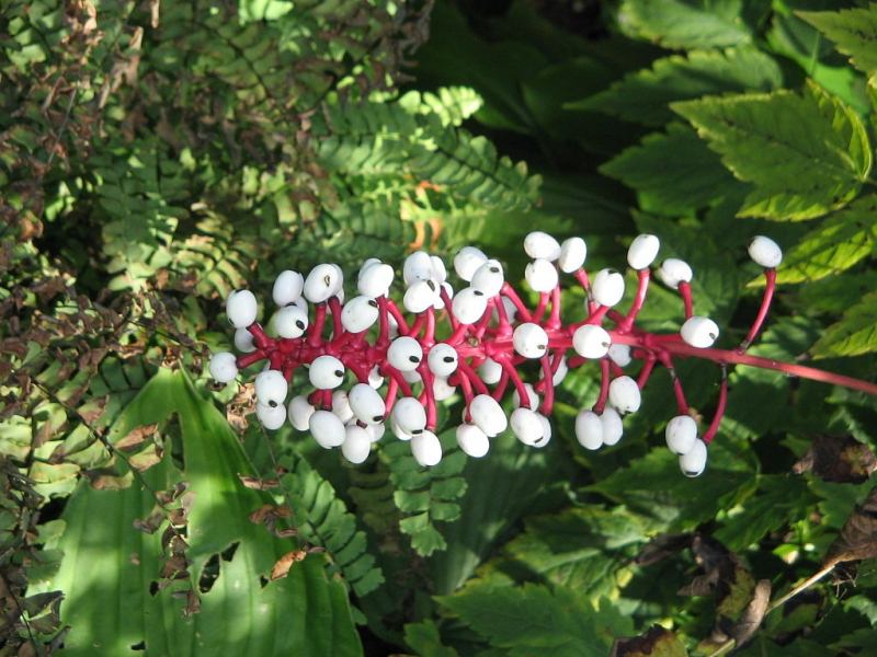 Hoa Baneberry trắng