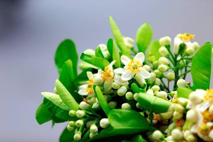 Hoa bưởi được dùng nhiều trong cuộc sống hằng ngày để làm đẹp, gội đầu, xông hơi, tắm rửa