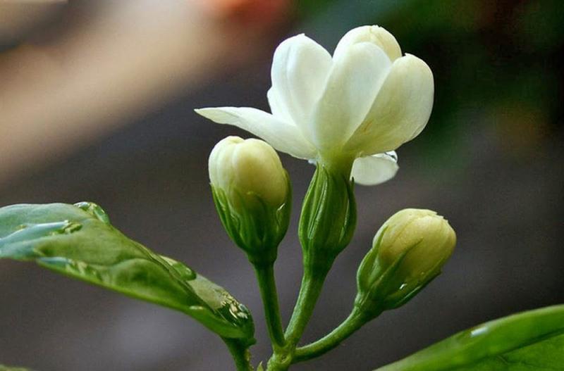 Hoa bướm trắng hay bạch yến (Mariposa) - Quốc hoa của Cu Ba