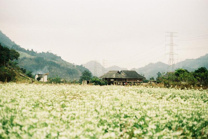 Hoa cải trắng tinh khôi ở Mộc Châu