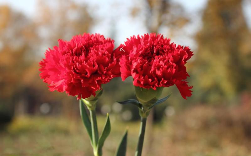 Hoa cẩm chướng đỏ là bó hoa đẹp, hoàn hảo nhất khi bạn đang có ý định bày tỏ tình yêu và sự chân thành của mình dành cho ai đó.