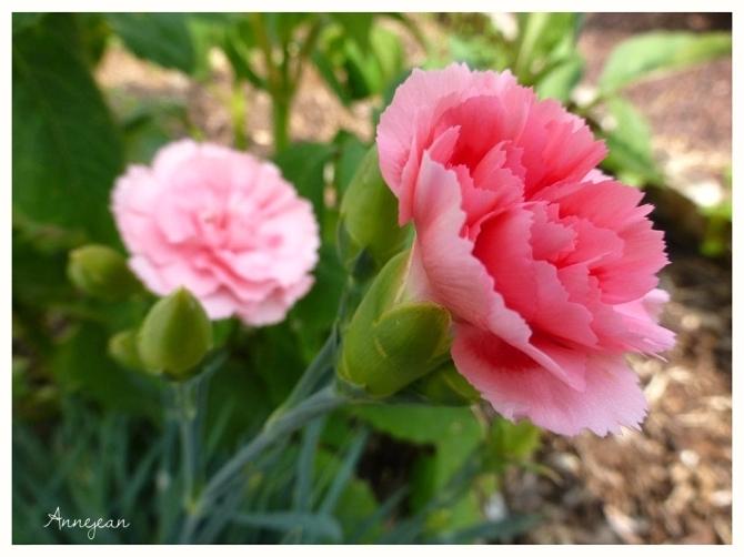 Hoa Cẩm Chướng hồng - dành tặng mẹ