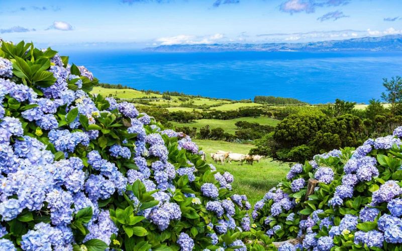 Hoa cẩm tú cầu, Azores (Bồ Đào Nha)