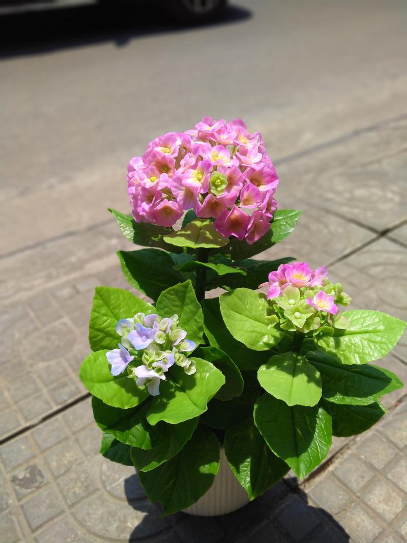 Tiệm Hoa Mùa Hè - Summer Flower