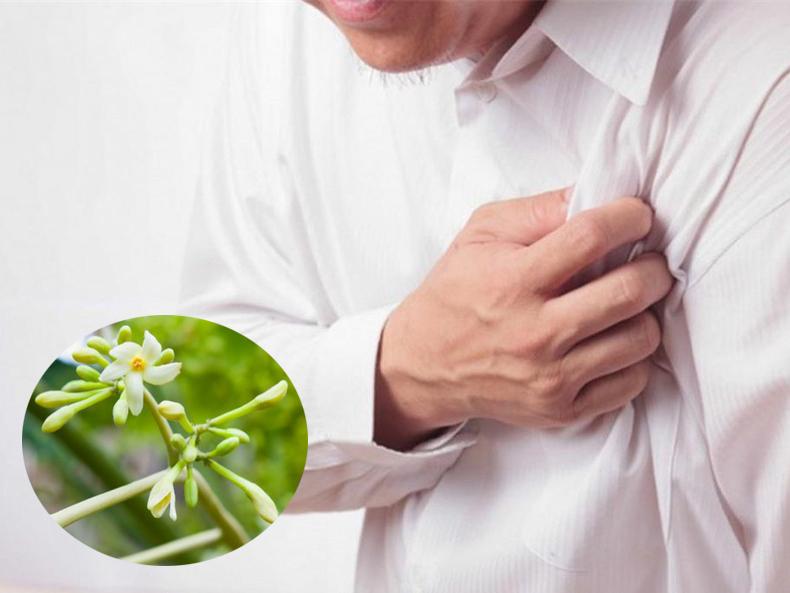 Hoa đu đủ đực chứa hàm lượng cao Beta-Carotene, hỗ trợ kiểm soát các bệnh liên quan đến tim mạch