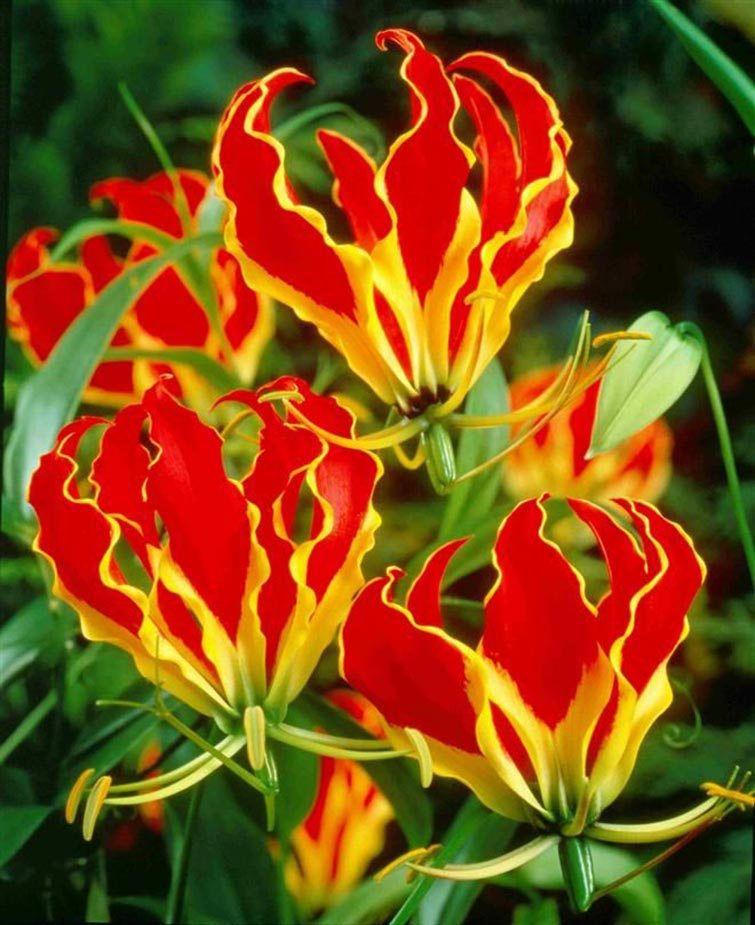 Hoa Lily Gloriosa