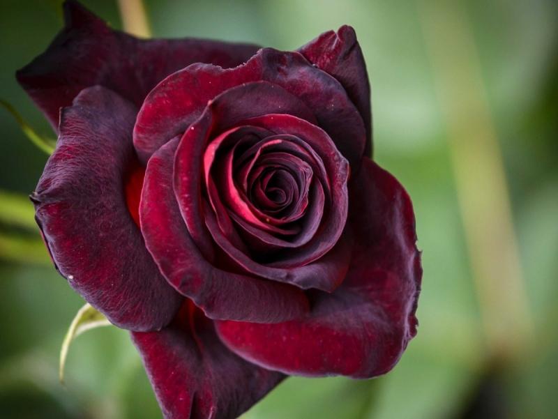 Hoa hồng luôn là lựa chọn hàng đầu để tặng phái đẹp