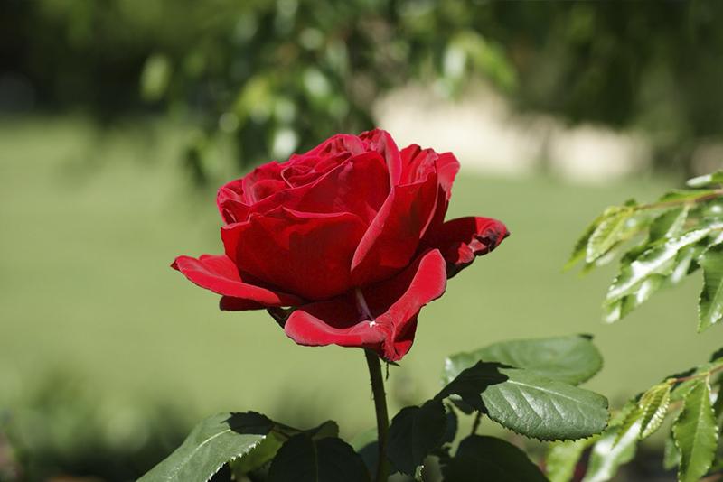 Hoa hồng là một trong những loài hoa phổ biến và mang nhiều ý nghĩa nhất