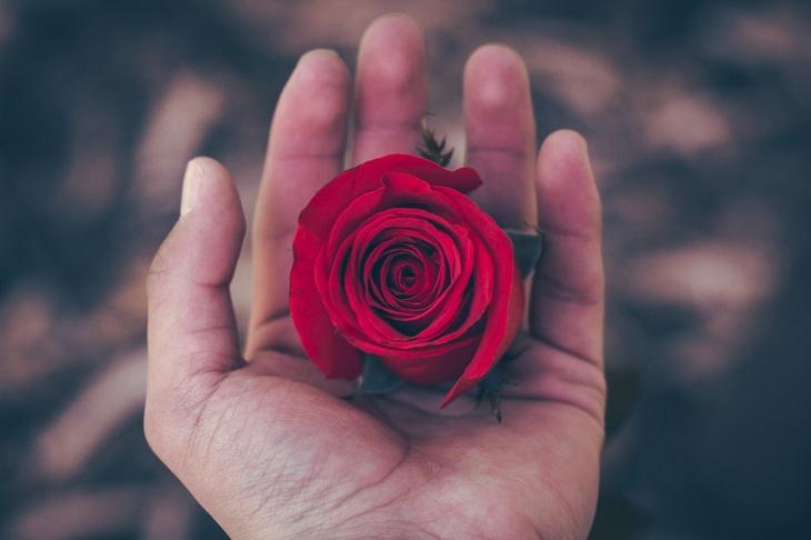 Hoa hồng trở thành biểu tượng của tình yêu