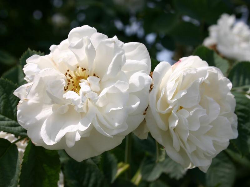 Hoa hồng Alba
