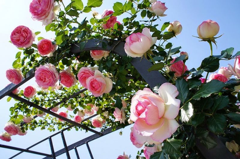 Hoa hồng Bulgaria - Quốc hoa của Bulgaria