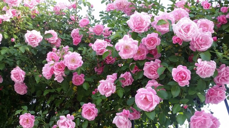Hoa hồng Bun-ga-ri