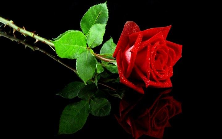 Hoa hồng đỏ có gai