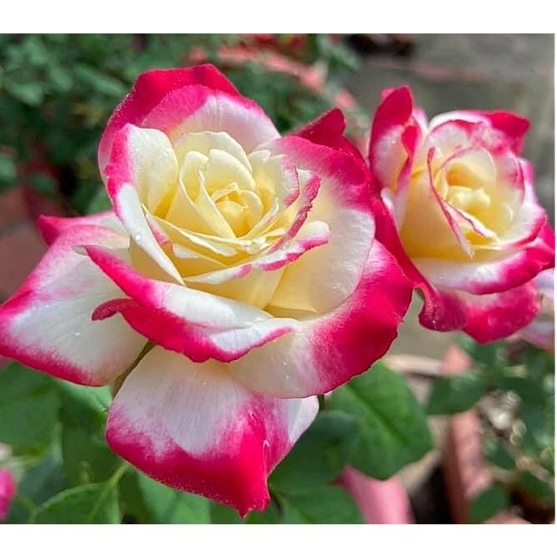 Hoa hồng Double Delight được xem là vua của các loài hoa hồng