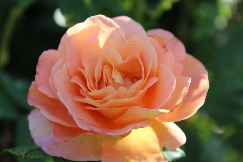Hoa hồng Floribunda