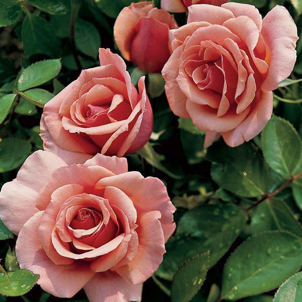 Hoa hồng Floribunda