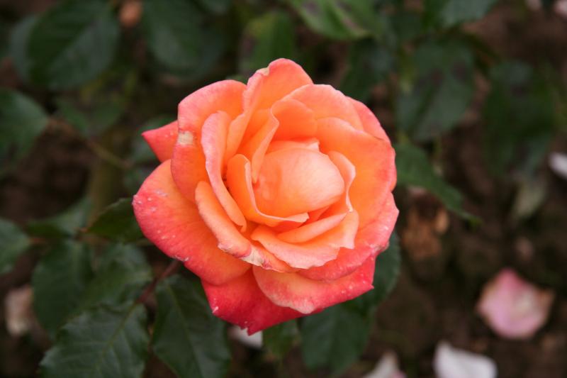 Hoa hồng Joseph Coat