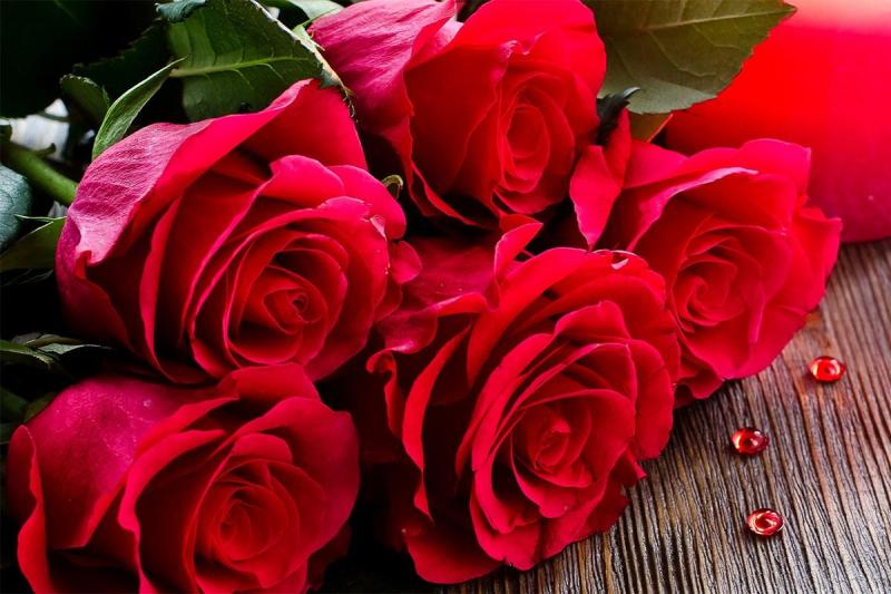 Hoa hồng – loài hoa mang vẻ đẹp kiêu sa của nữ hoàng