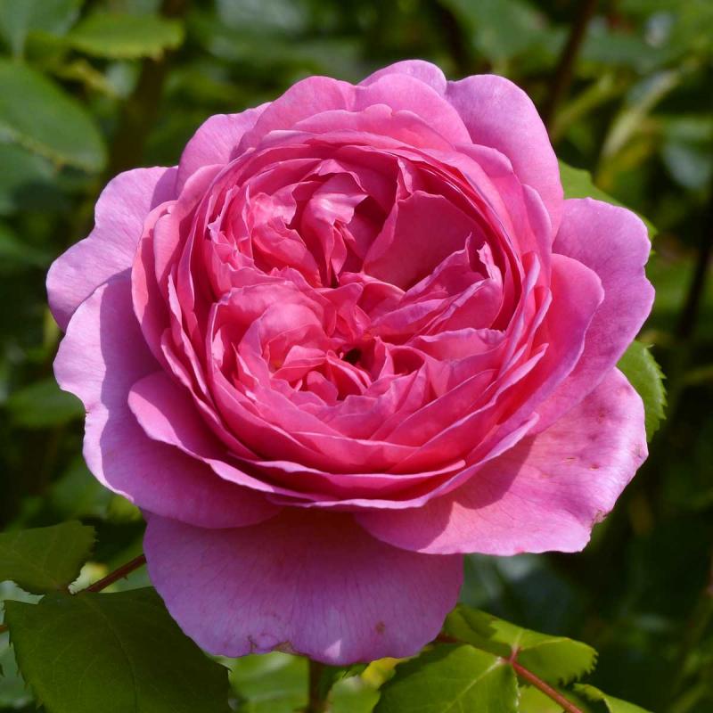 Hoa hồng Queen Elizabeth