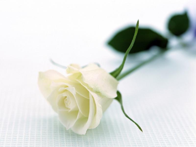 Hoa hồng là loài hoa mang nhiều thông điệp ý nghĩa